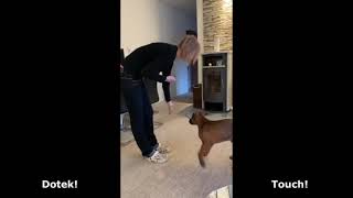 Trénink Poslušnosti 4Měsíční Štěně Pitbula Obedience Training Of 4 Months Old Pitbull Puppy