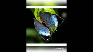 Malwage Pidi Song Dance