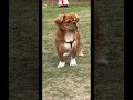 #viral #trending #fyp #foryou #shorts #youtubeshorts #viralshorts #explore #trendingshorts #viral