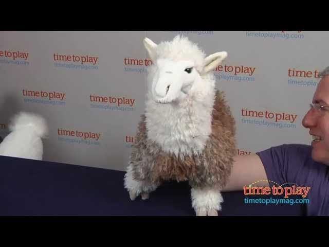 Video: Lama alpaka