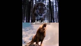 الأسد الأفريقي ضد النمر السيبيري؟