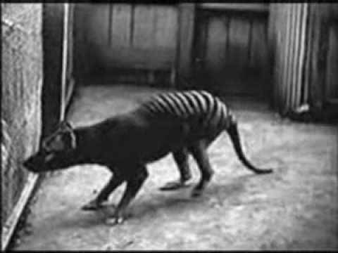 Tasmanian Tiger (ULTRA RARE OLD FOOTAGE - no animal sound) - YouTube