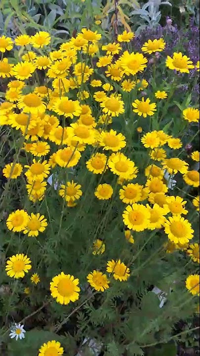 Пупавка красильная, или пупавка желтоцветная (Anthemis tinctoria) - YouTube