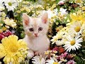 「絶対に笑う」あり得ないことをする犬★おもしろい犬のハプニング, 失敗画像集 #19