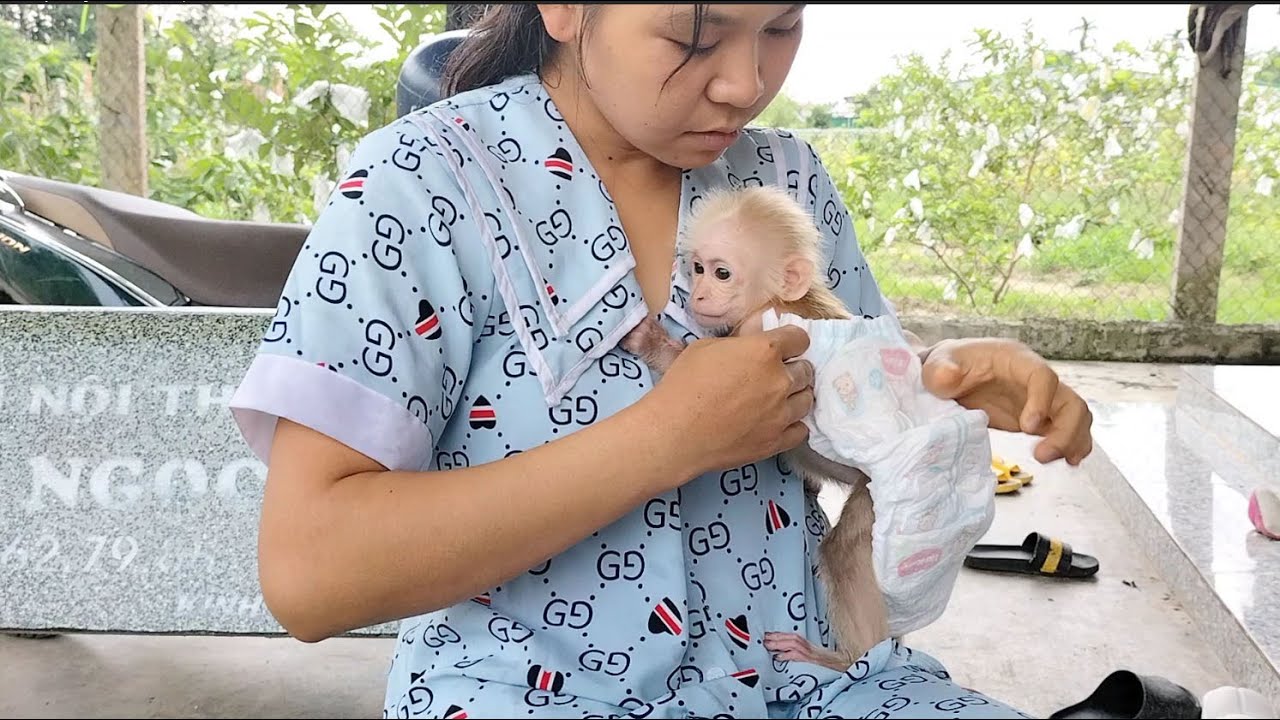 super cute baby monkey cutis sleeping in mom's lap