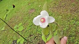 Magnolia wilsonii šácholan Wilsonův