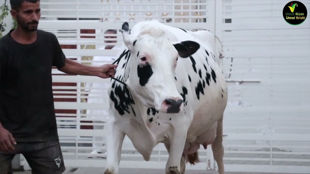 के.एस डेरी की फुल ब्रीडेड एच एफ को समझने के लिए मनजोत की बातों को समझो और फिर खरीदो