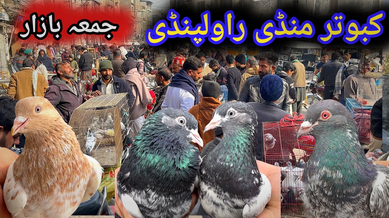 617 | Friday Kabootar Mandi Rawalpindi  | Today 16/1/2026 | Latest Update High Flyer Pigeon Price