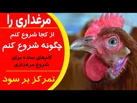 تصویری: چگونه از مرغ مراقبت کنیم؟