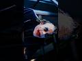 SERIOUSSSS 🙁😈🔥✨️#joker #jokershorts #jokerstatus #ae #trending #trendingshorts #reels #fypシ