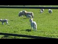 The Mansion and baby Lambs