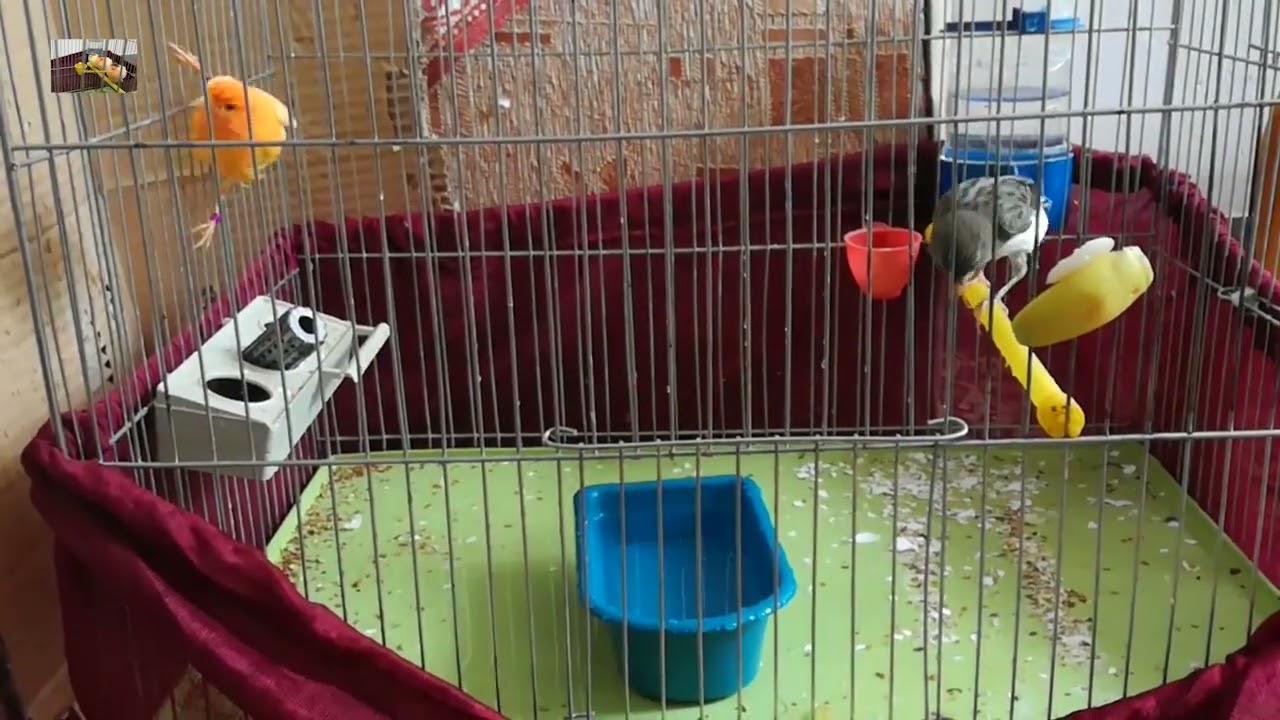 آموزش آب تنی و شنا به قناری