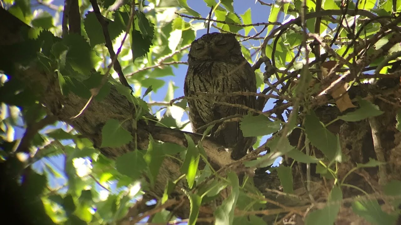 Screech Owl SOUND (Adult + Fledglings)
