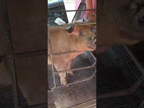 mudando a #donam de local parte 1