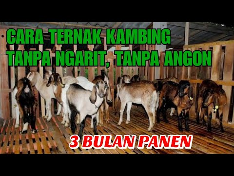 Video: Semua Tentang Kambing: Cara Memelihara