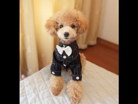 hacer un traje para perro - YouTube