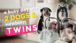 Spend a busy day with us (2 dogs + newborn twins)