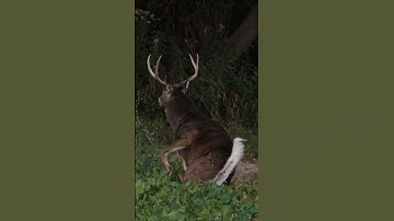 8.5 Year Old Whitetail Buck down with the Mission SUB-1 XR Crossbow! #hunting #wildlife #outdoors