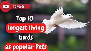 Top 10 Longest Living Birds As Popular Pets popular Pets longest Living Birds