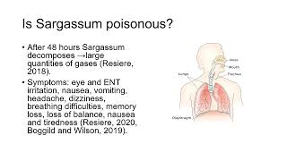 Is Sargassum seaweed poisonous (Short version)