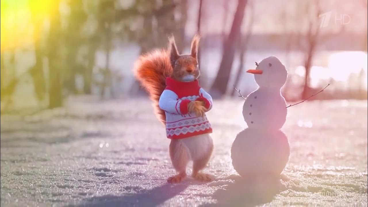 белки первый канал. реклама белки на первом канале. новогодняя заставка белки. белочки на 1 канале. новогодние белки с 1 канала.