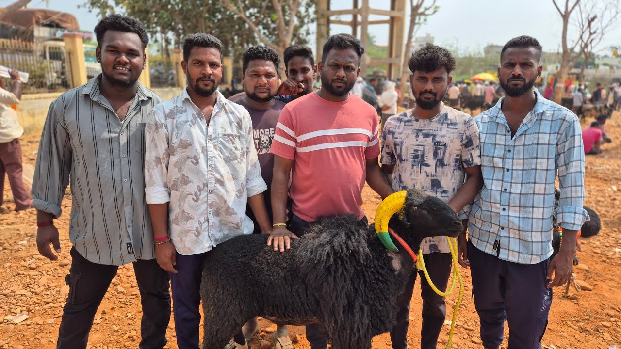 Honnalli sheep and goats market update Every Wednesday morning bazar Karnataka India