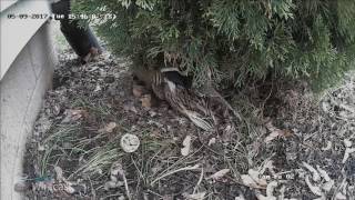 Duck Hatch 2017 Live Stream - Highlight (All The Ducks!)