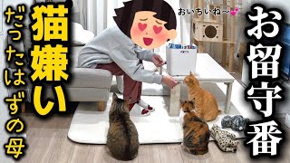 猫嫌いな母に2泊3日で猫たちを任せたらまさかの光景が広がってました
