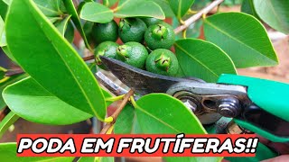 PODA EM FRUTÍFERAS | ARAÇA-AMARELO!!