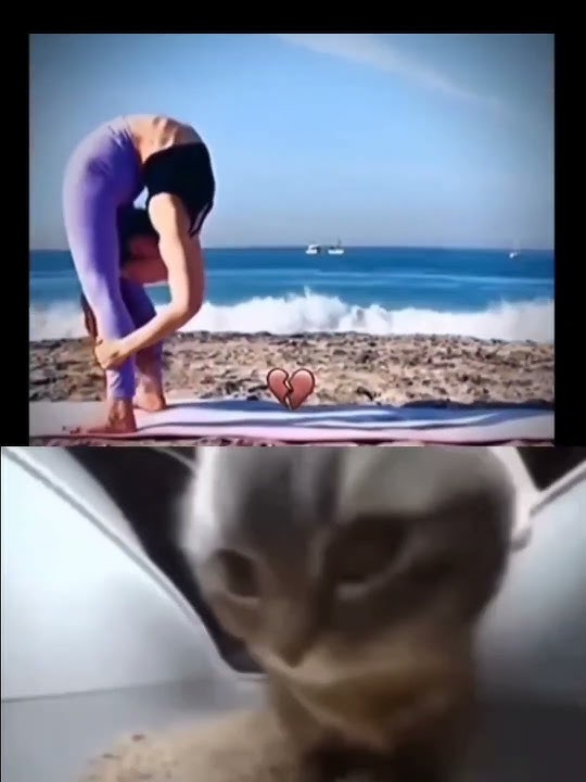 cipi cipi capa capa meme #explore #music #cat #cats #meme #shorts