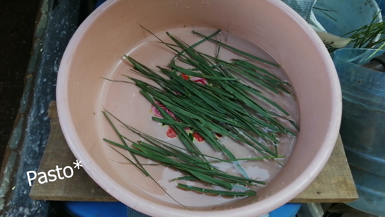 ¿Cómo hacer heno de pasto? Fácil y casero para tus cuyos y conejos.