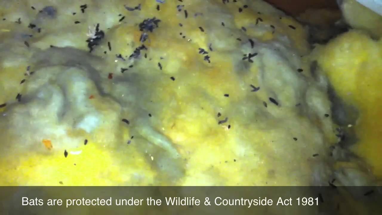 mouse or bat droppings in loft roof space reading berkshire youtube