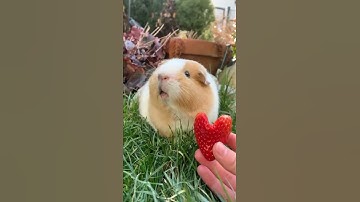 Thumbnail of OMG guinea pig say's "I love you" #shorts