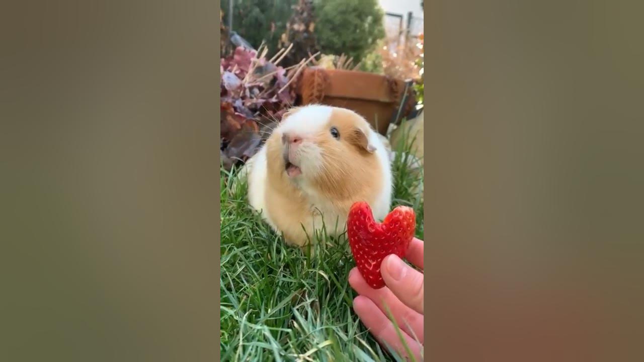 OMG guinea pig say's "I love you" #shorts