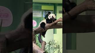 Fresh Bamboo Delivery For Baby Panda