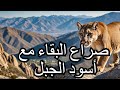 مطارد كاليفورنيا صراع البقاء مع أسود الجبل ناشونال جيوغرافيك أبوظبي مطارد كاليفورنيا صراع البقاء مع أسود الجبل ناشونال جيوغرافيك أبوظبي