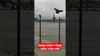 Qarğa Tellərə Ilişən Pişiyi Xilas Etdi
