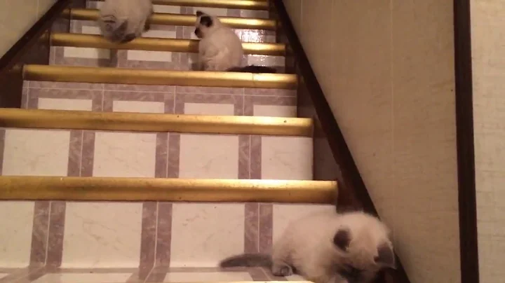 Watch the video about Ragdoll Himalayan Cross Kittens For Sale