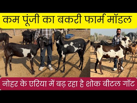 कम पूंजी का बकरी फार्म मॉडल नोहर क्षेत्र में Beetal Goat Farm in Nohar #beetalgoatfarm 