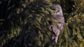 Photographing a Great Grey Owl in Ottawa