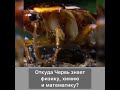 Откуда червь знает физику, химию и математику?