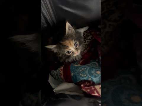 Beautiful kitten