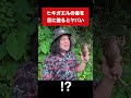 猛毒ヒキガエルの毒が目に入るとこうなる