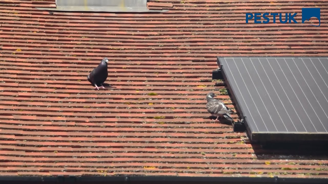 Protect Solar Panels from Pigeons & Birds | Solar Panel Bird Proofing | Green Energy