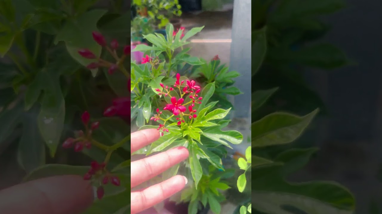 Jatropha Flower plant 🌱की क्या है #garden #gardening #shortsfeed #flowers #gardeningblog #plants