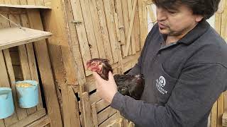 Hint Horozu Diyince Akla Gelen Hint Horozu Ci̇ci̇ Baba