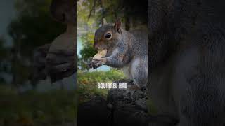 Squirrels Plant Forests #squirrels #naturefacts #ecology #forestlife #infostudio #facts