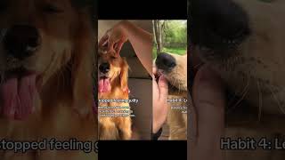 #doglover #dogwellness #dogmom #petlife #ad #puppy #goldenretriever #doggielife #usa @getbuddy.co