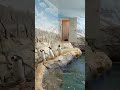 Gentoo penguins waddle onto exhibit en masse