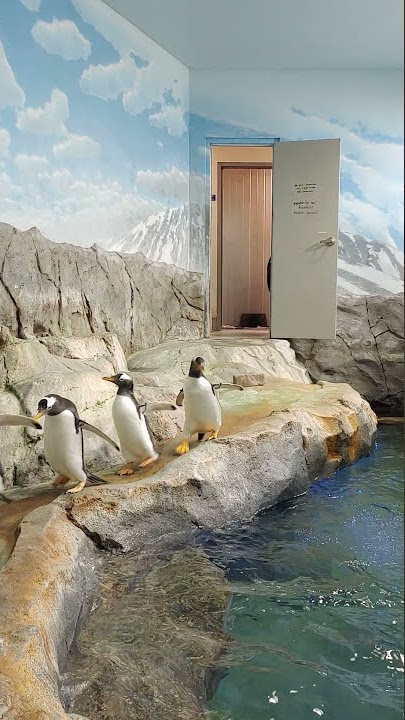 Gentoo Penguins waddle onto exhibit, en masse!